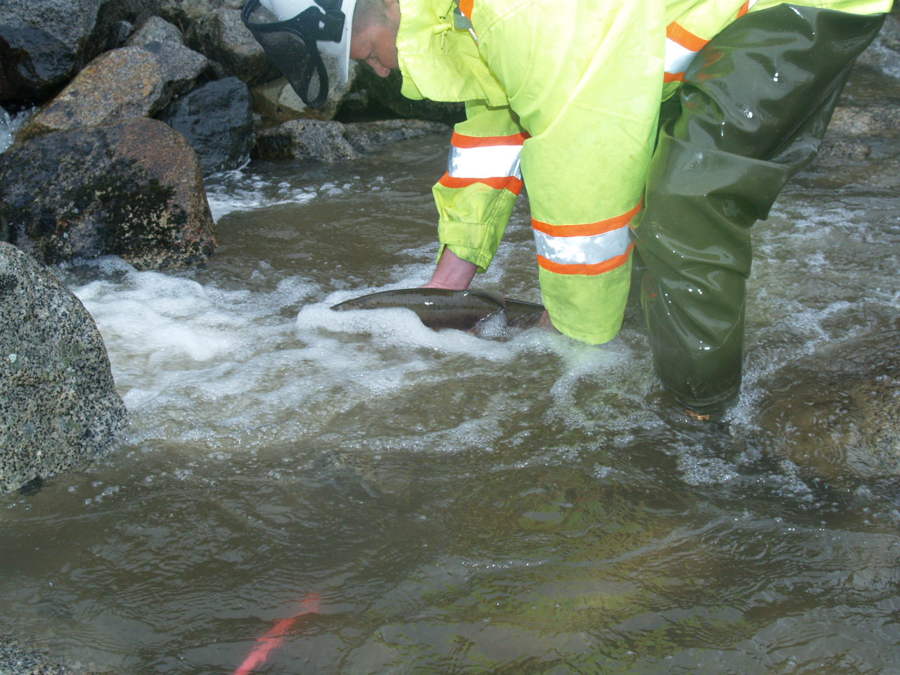 fish passage_ISL1