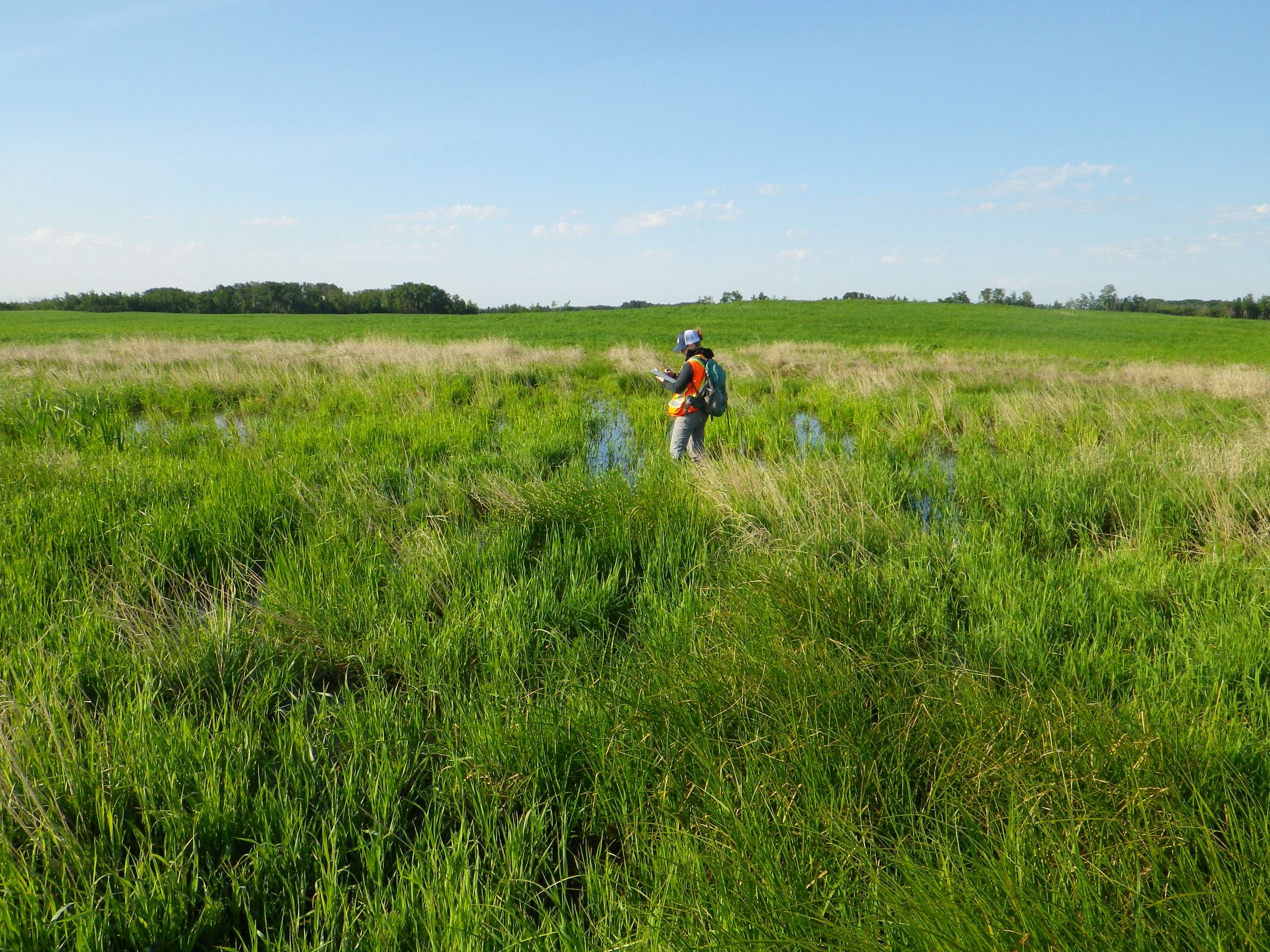 Wetland_Assessment