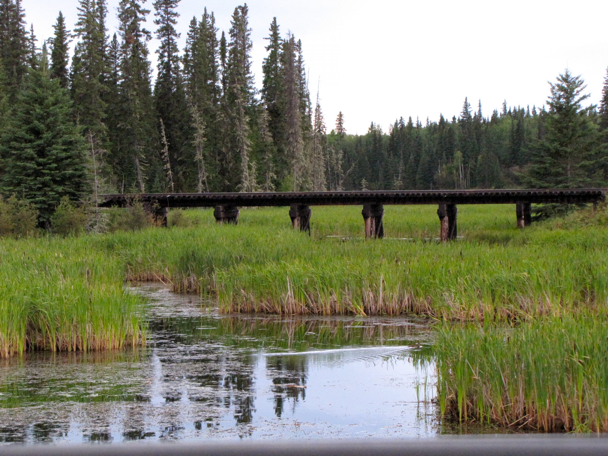 Wetland_Riparian